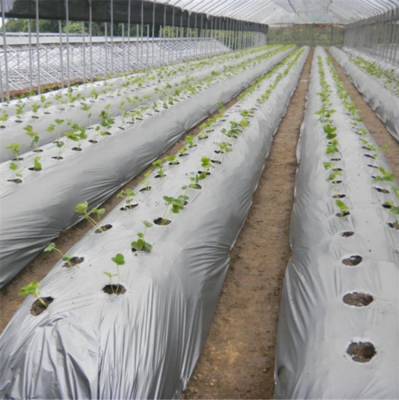 Tiger Mulching Film Silver Black  1 meter x 400 meter 25 microns