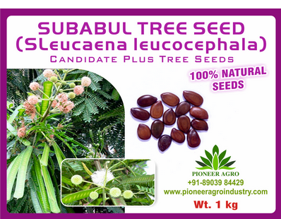 Subabul / Safed babool Tree Seed 1 Kg